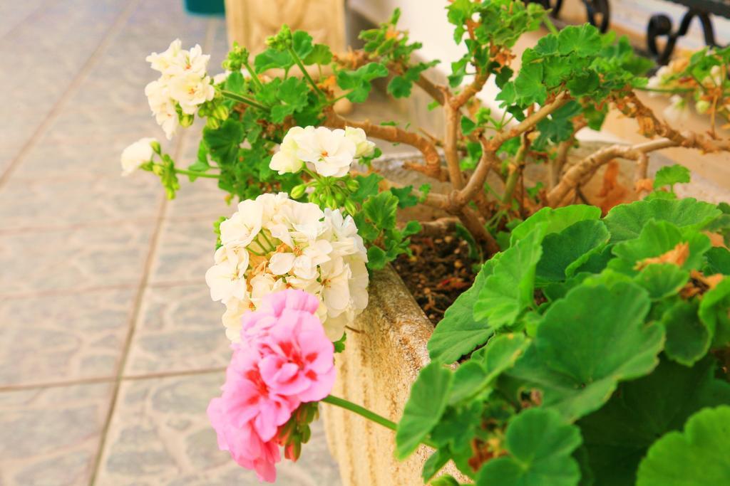 Villa Columbus Family Boutique Hotel パゲラ エクステリア 写真
